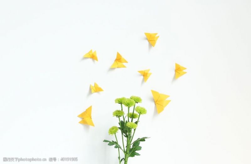 白菜蝴蝶图片