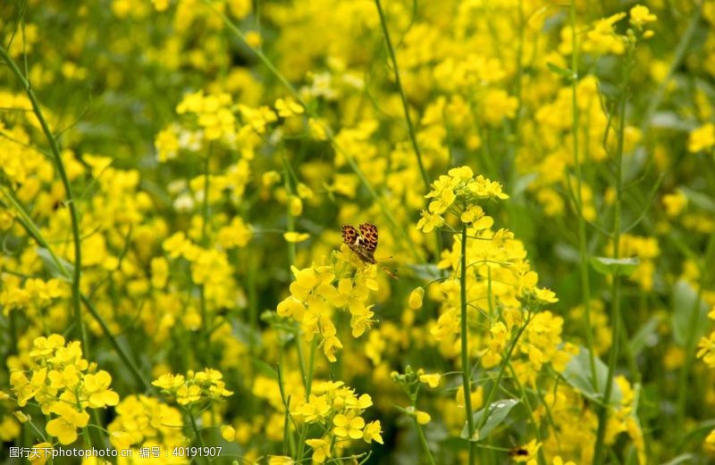 黄花菜蝴蝶图片