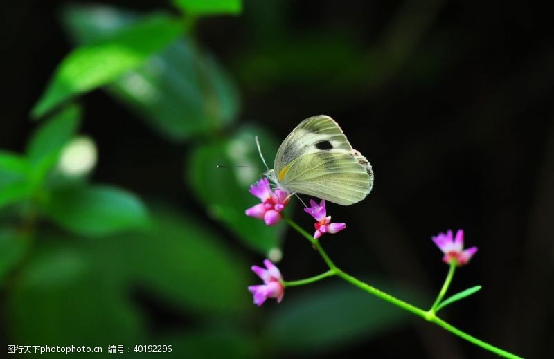 美丽鲜花蝴蝶图片