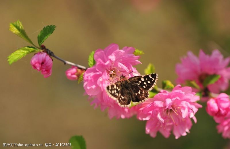 美丽春天蝴蝶图片
