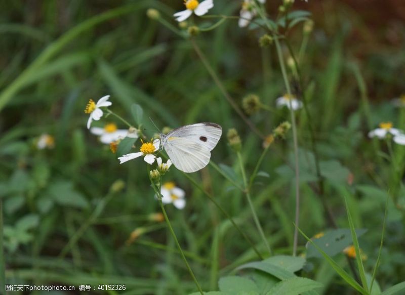 白色蝴蝶图片