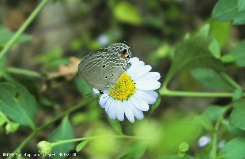 黄花菜蝴蝶图片