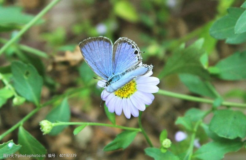 蓝色花蝴蝶图片