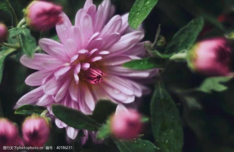 盆栽菊花图片