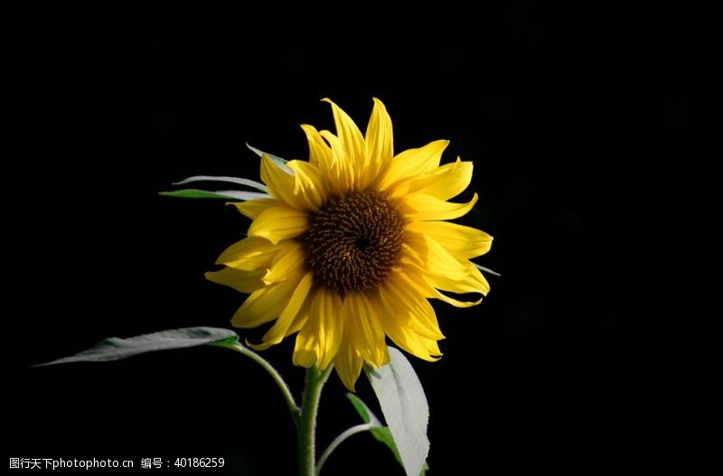 捧花葵花图片