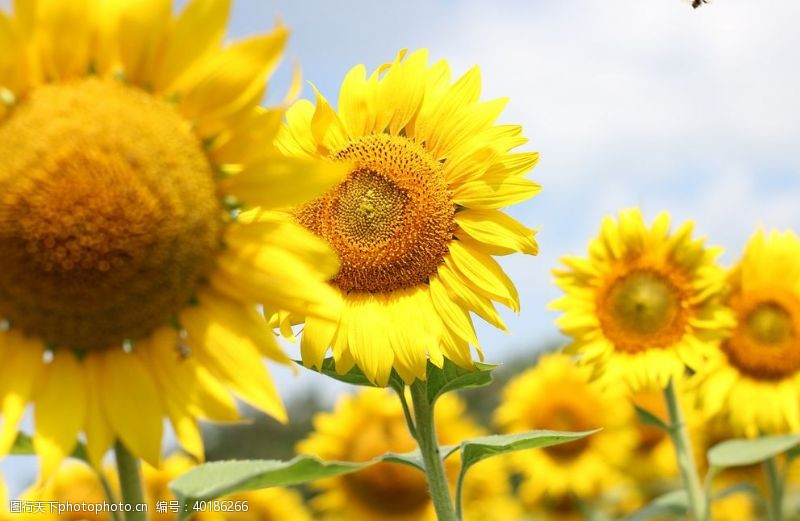 捧花葵花图片