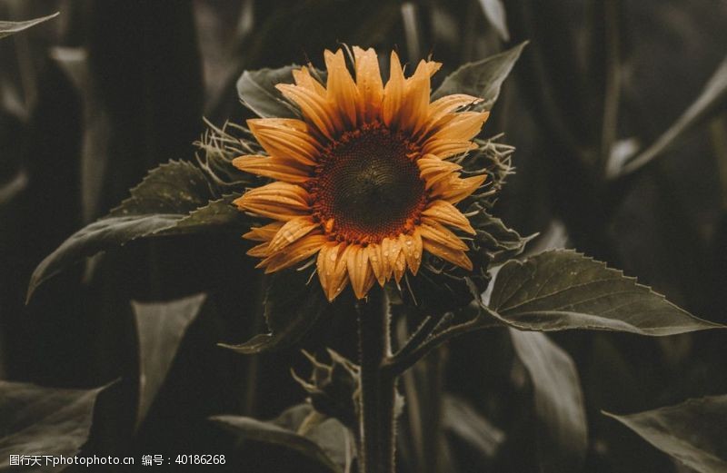 金盆葵花图片
