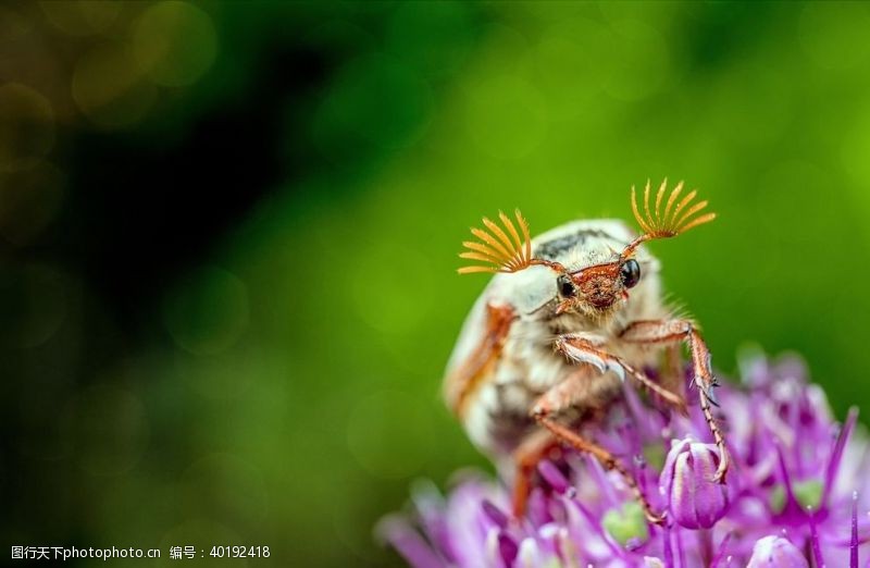 蜂蜜昆虫图片
