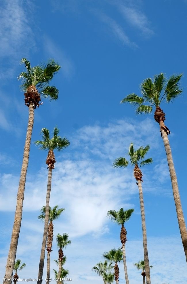 椰子树蓝天图片