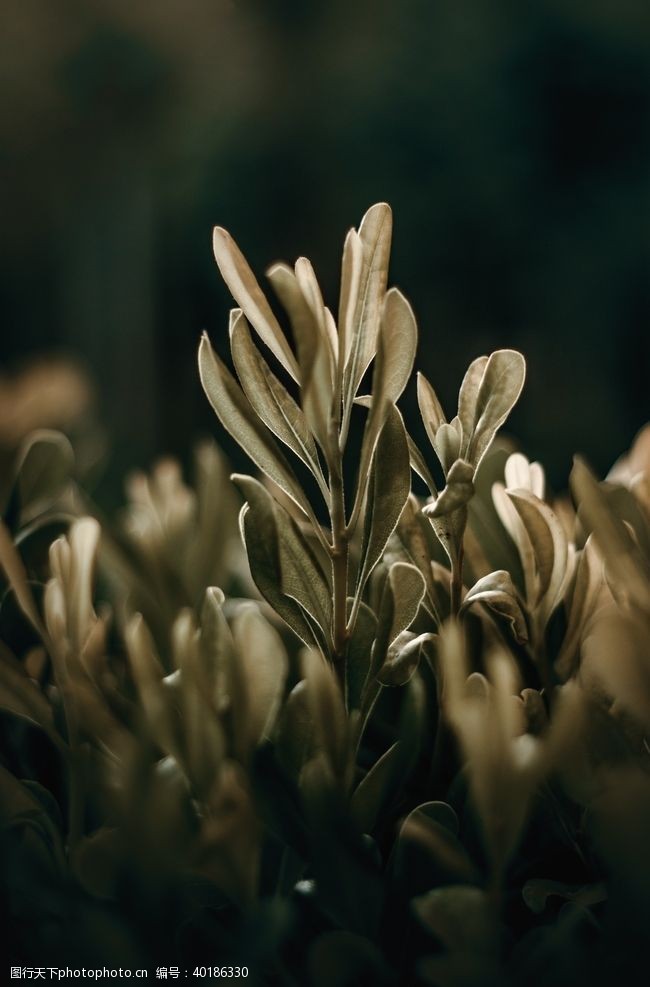 植物花纹绿叶图片