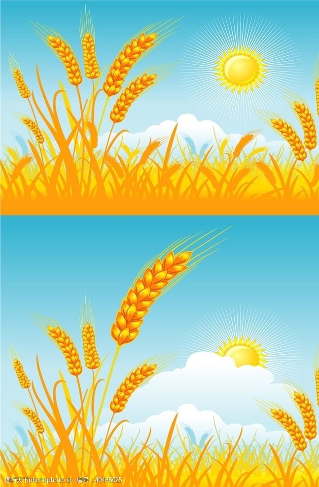 小草麦穗稻谷插图图片