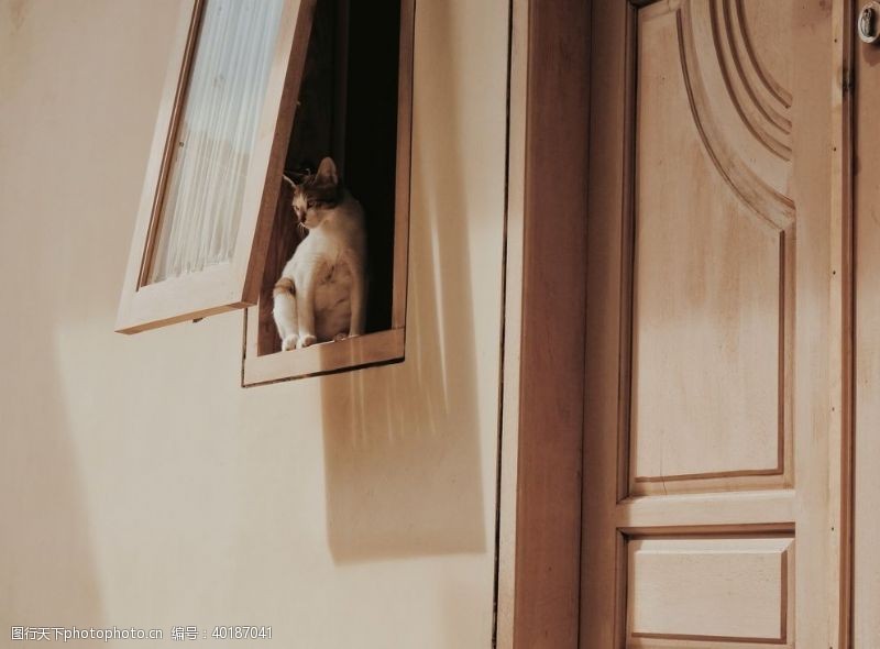 门窗猫图片