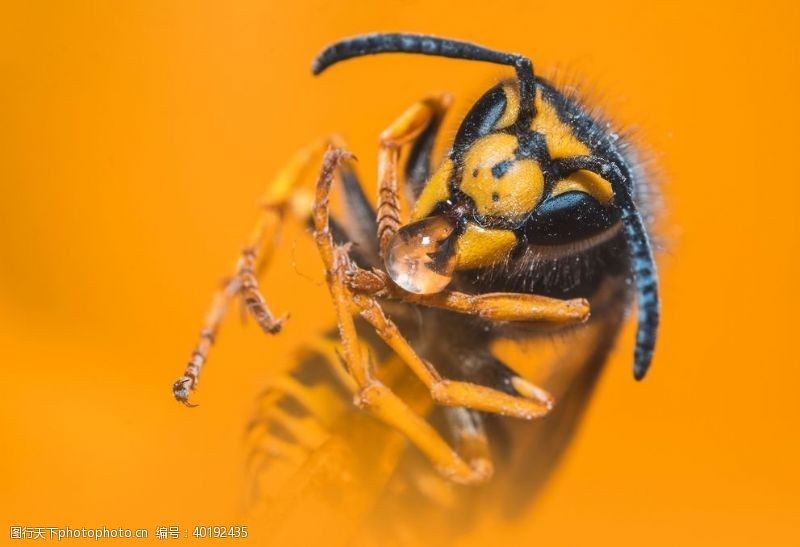 蚂蚁蜜蜂图片