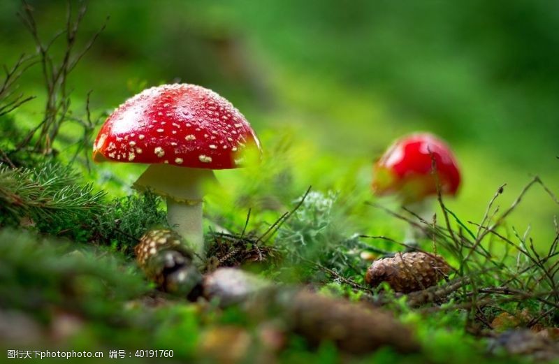 微距蘑菇图片