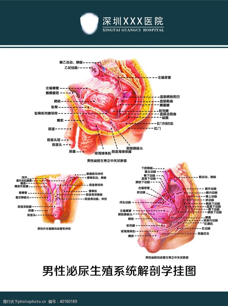 男医生男性泌尿生殖系统解剖图图片