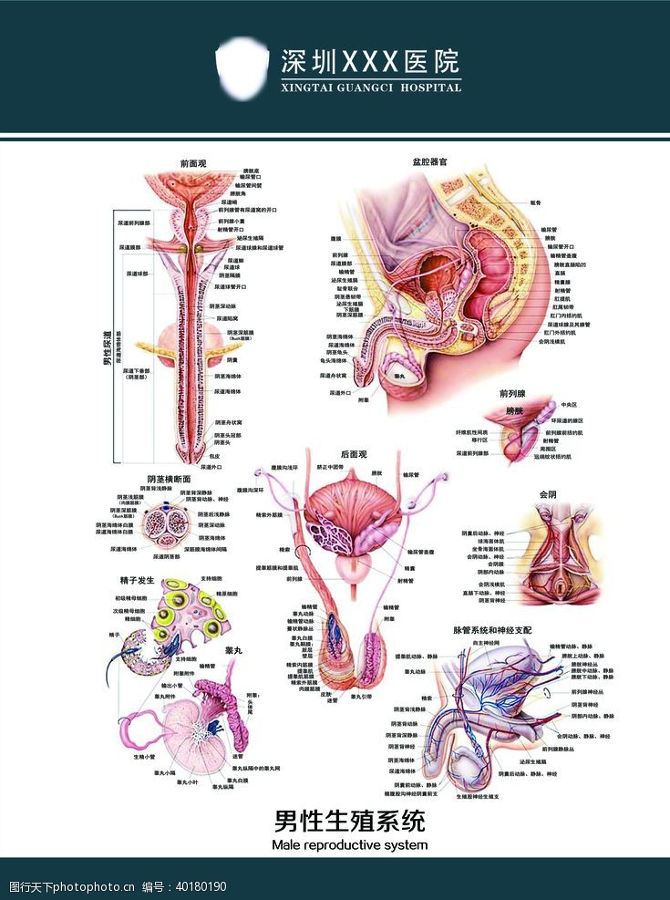 生殖系统图男性生殖系统挂图图片