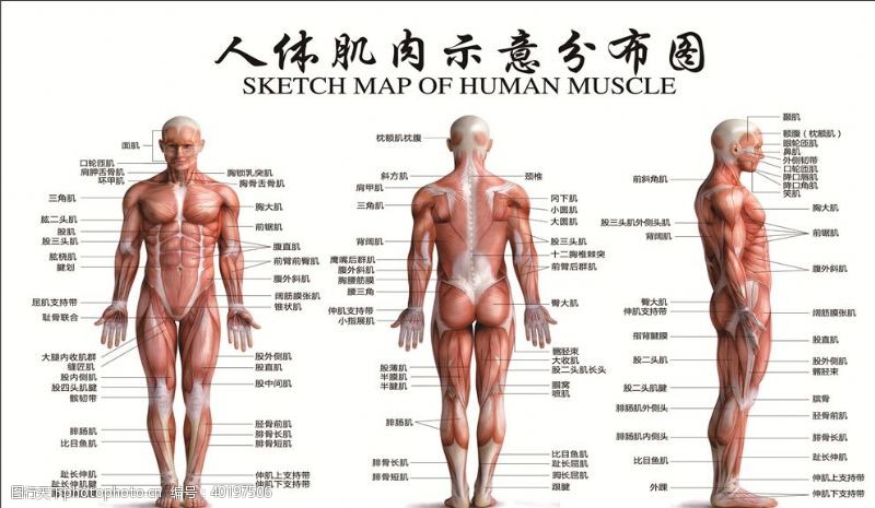 人体肌肉示意分析图图片