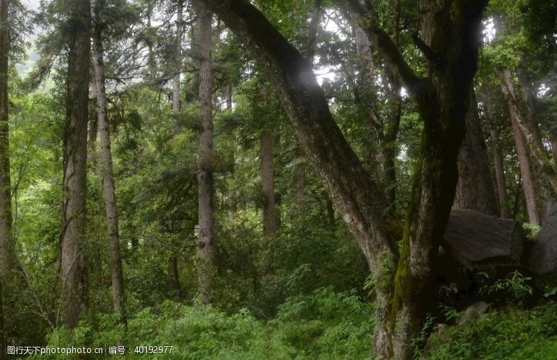 藤条背景森林图片