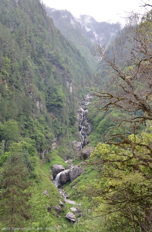 雨景森林图片