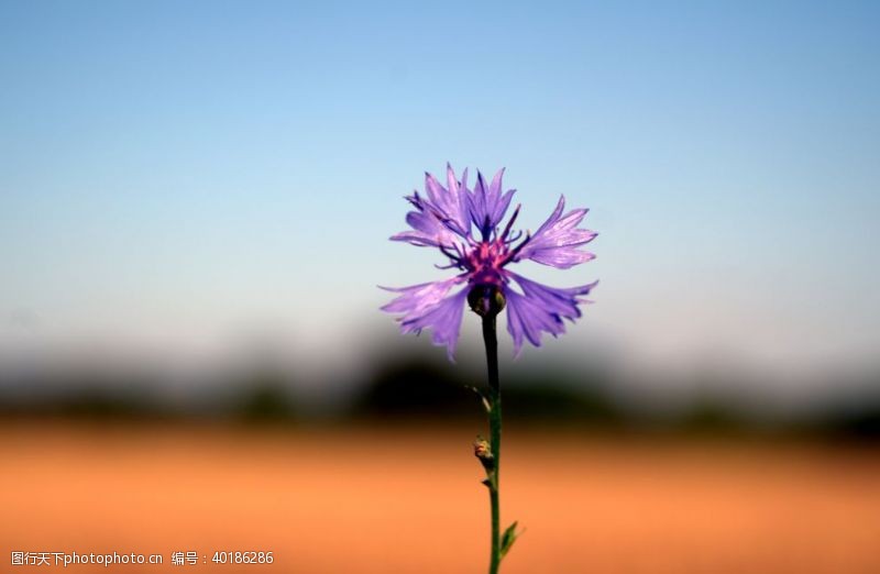 紫色花朵矢车菊图片