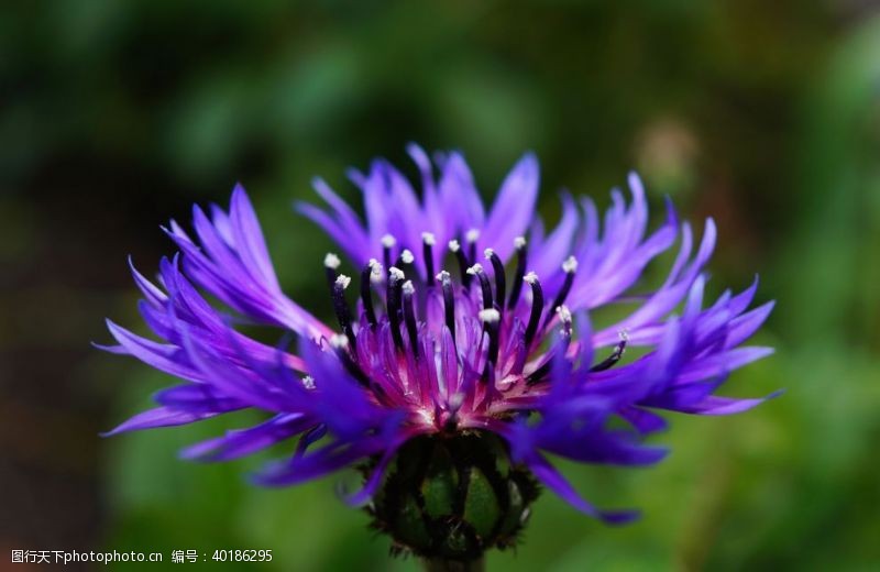 蓝紫色花矢车菊图片