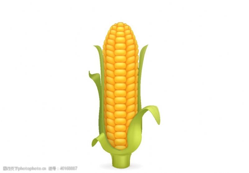 矢量玉米图片