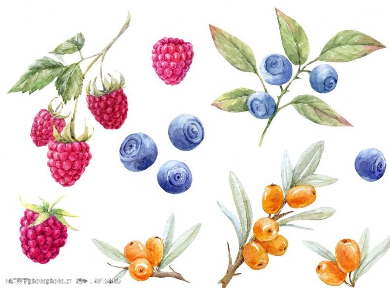 水彩蓝莓水彩画图片