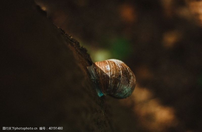 微生物蜗牛图片