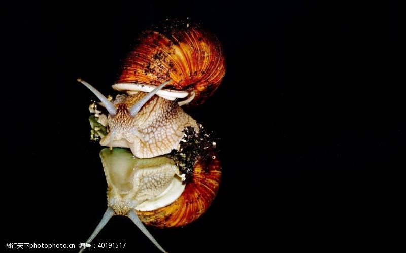 微距蜗牛图片