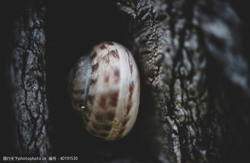 微生物蜗牛图片