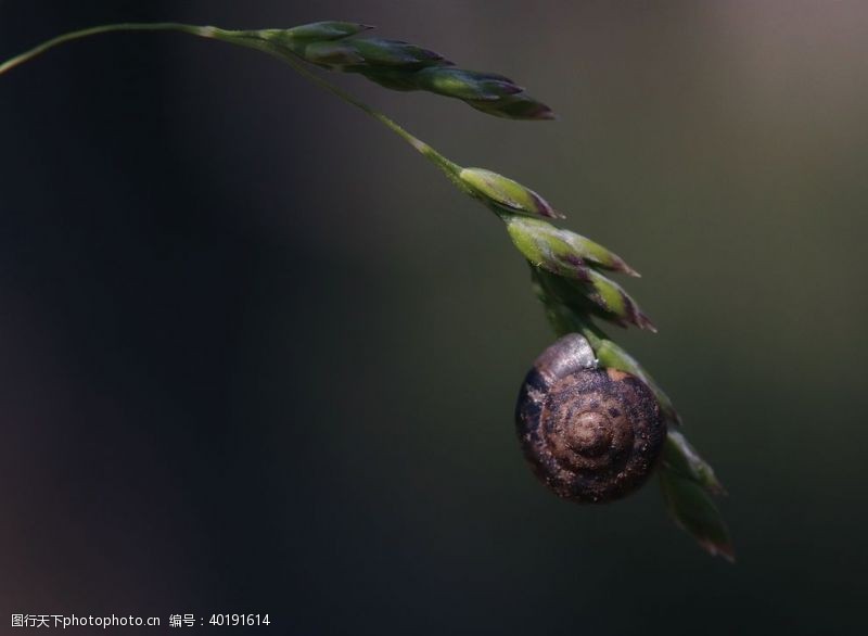 微生物蜗牛图片