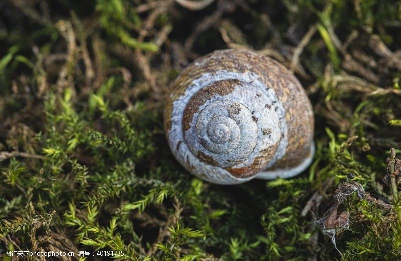 微生物蜗牛图片