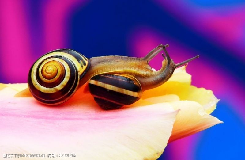 篇蜗牛图片
