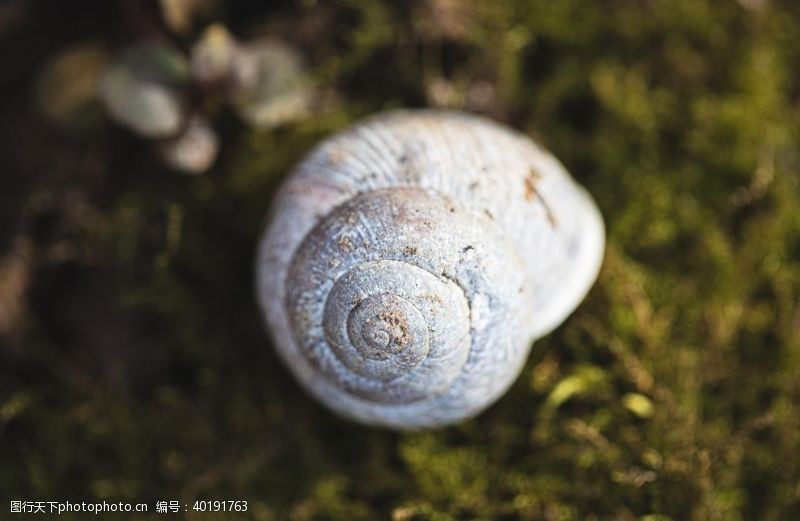 微距蜗牛图片