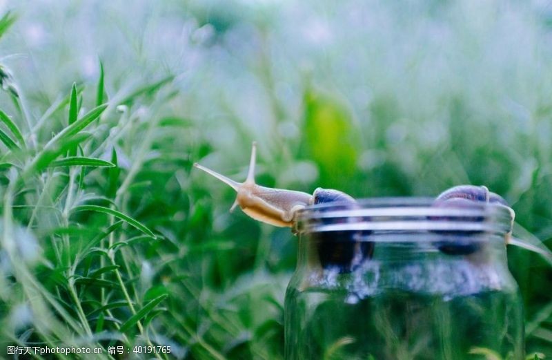 微生物蜗牛图片