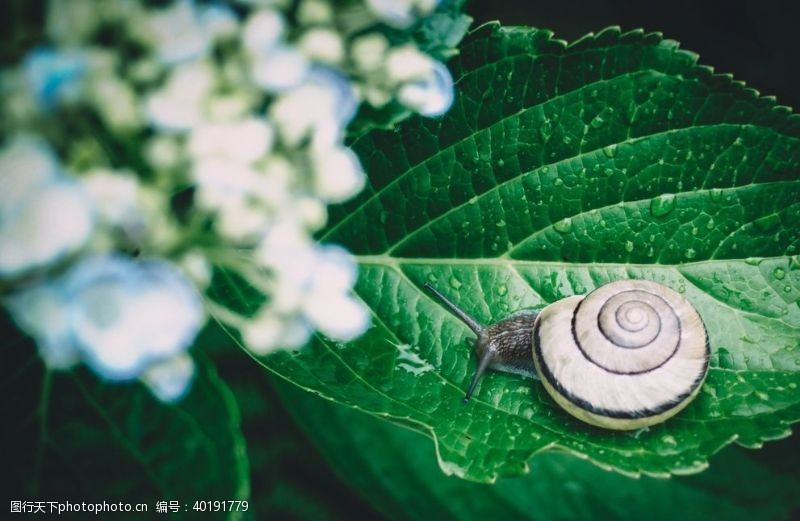 微生物蜗牛图片