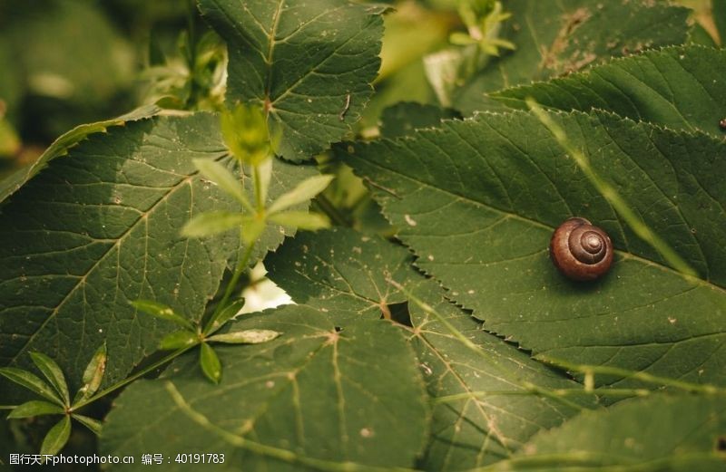 微生物蜗牛图片