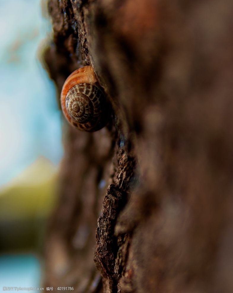 动物世界蜗牛图片
