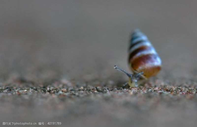 微生物蜗牛图片