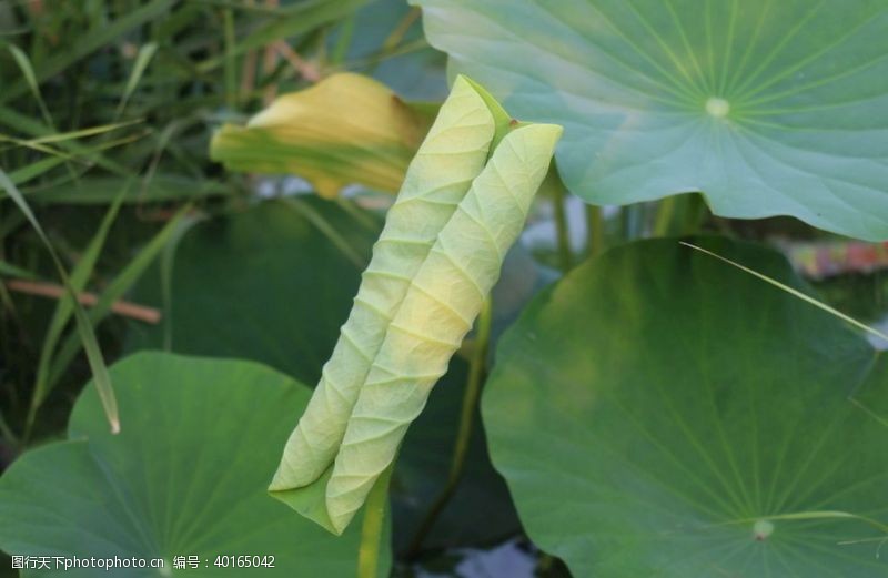 出游季夏日荷叶图片