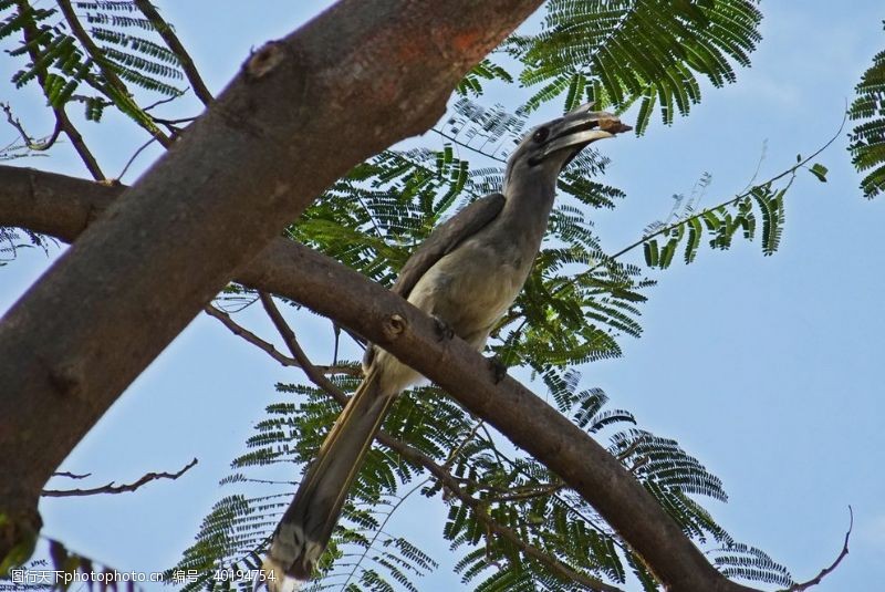 树枝小鸟犀鸟图片
