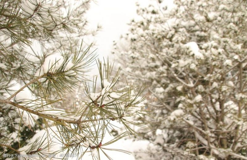 雪乡风光雪松图片