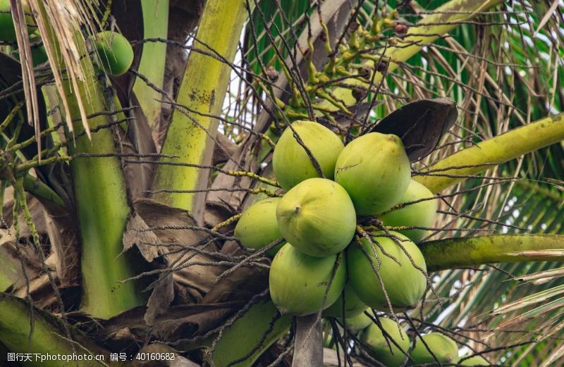 椰子树椰子图片