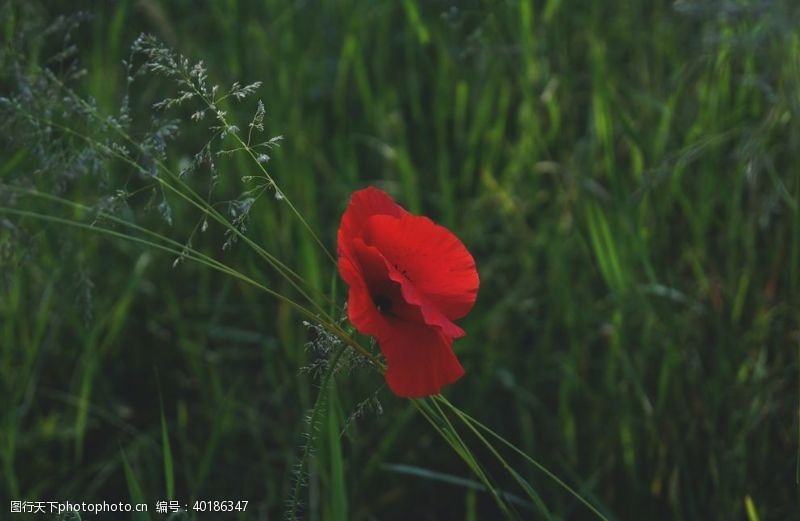 黑白红罂粟花图片