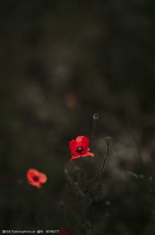 红色花朵罂粟图片