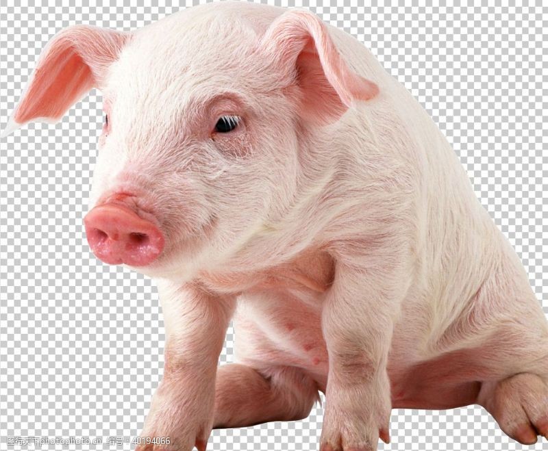 家养猪图片
