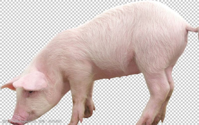 spa养生猪图片