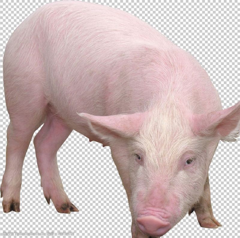 生猪肉猪图片