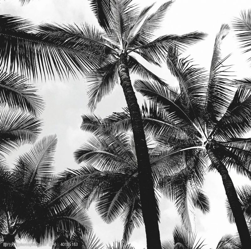 乔木棕榈树图片