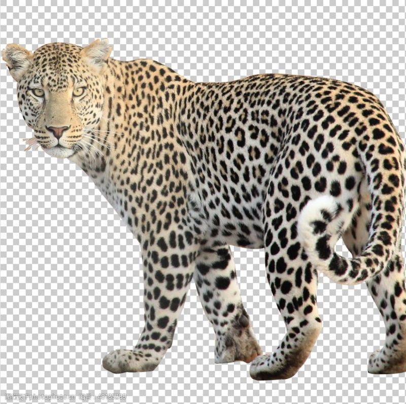 非洲豹子图片